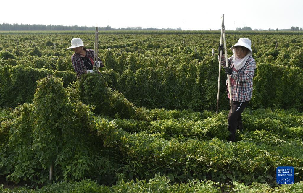白菜注册验证手机号领
